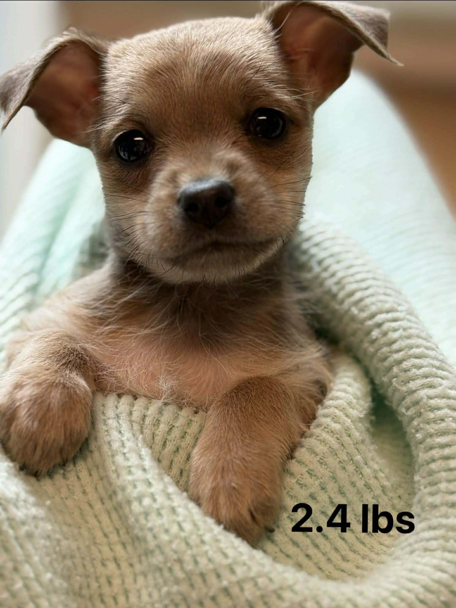 Enlarge Elaine, an adopted mixed breed in Hillsdale, NY image 1/1