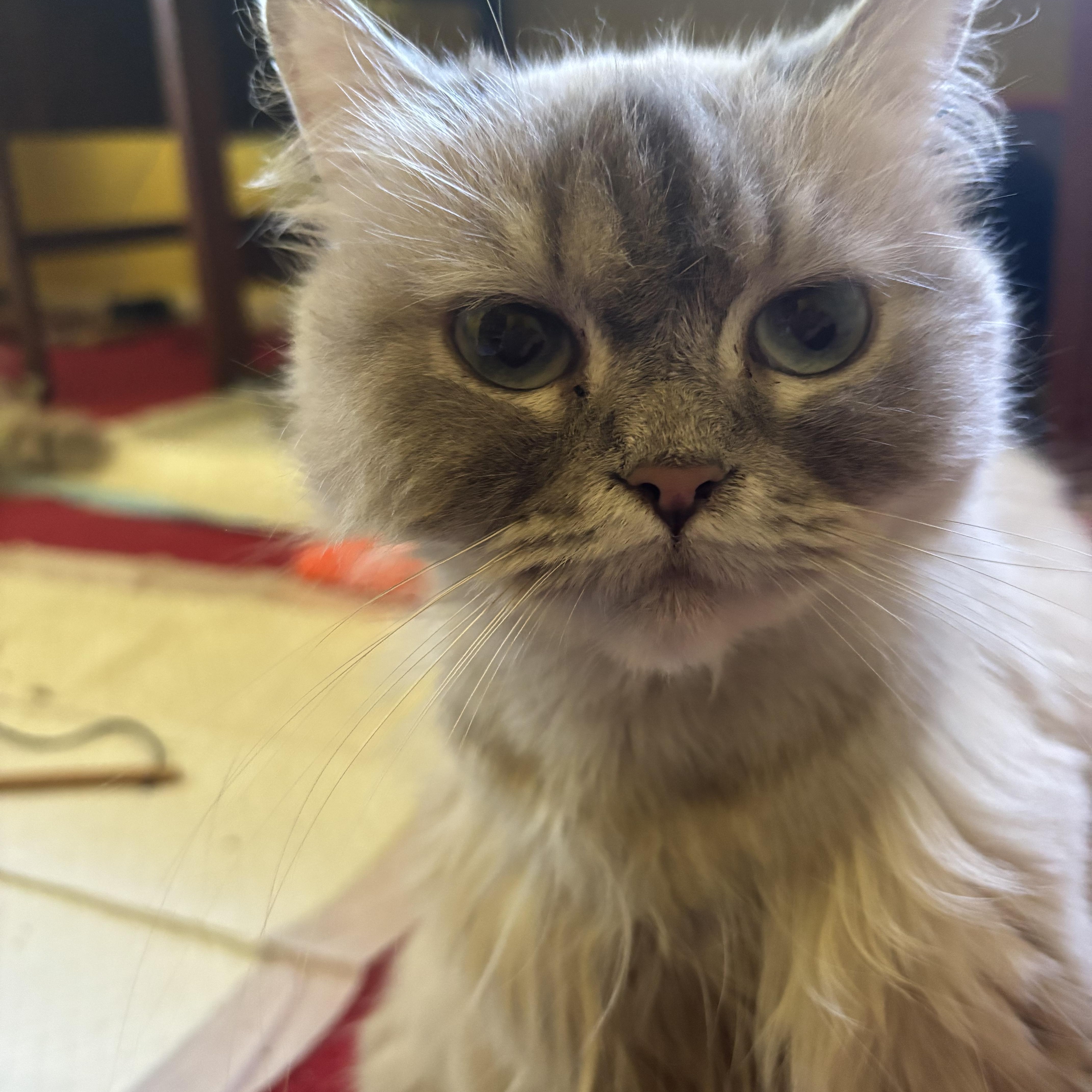 Toffee (Himalayan), an adoptable Himalayan in Fairfax, VA image 4/4