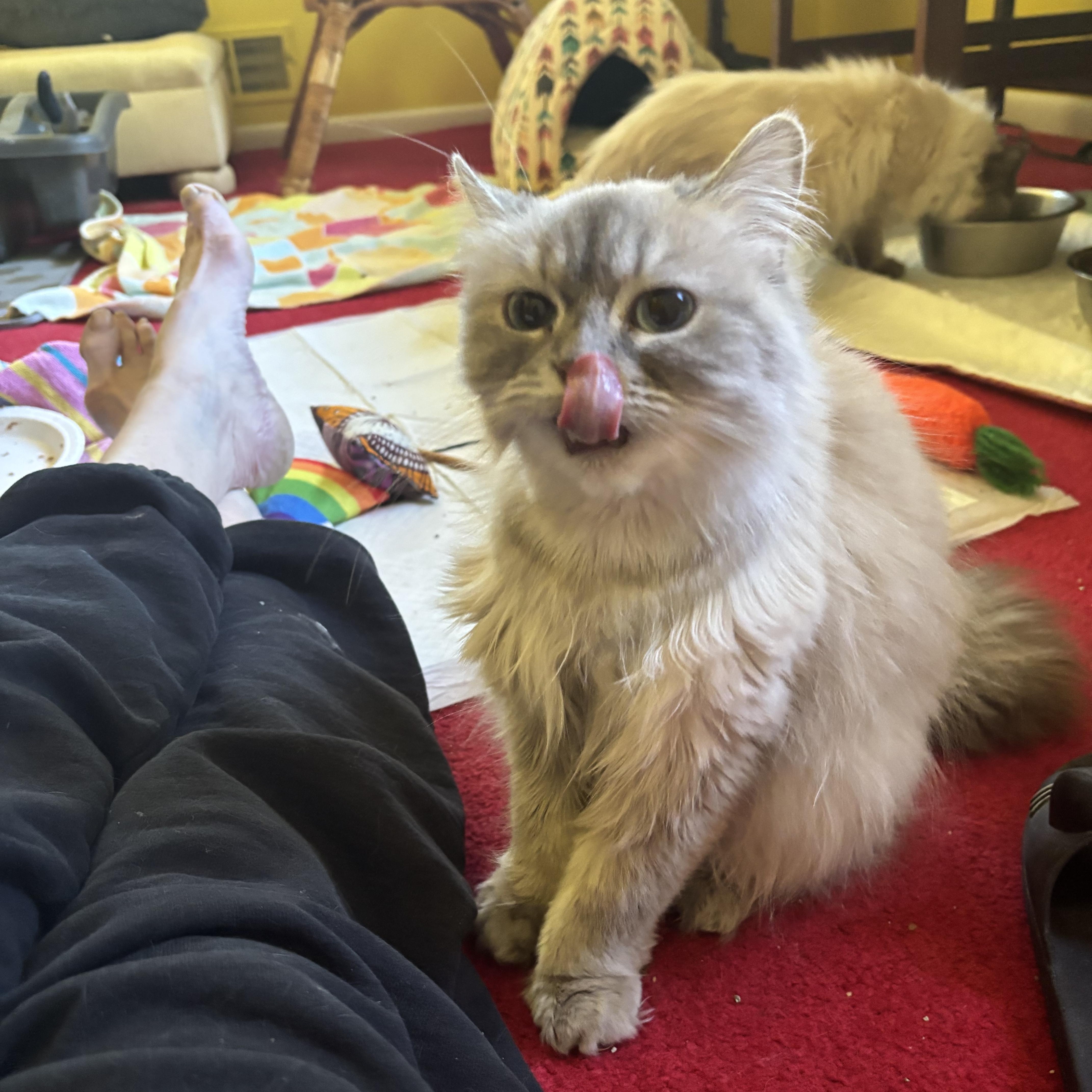 Toffee (Himalayan), an adoptable Himalayan in Fairfax, VA image 3/4