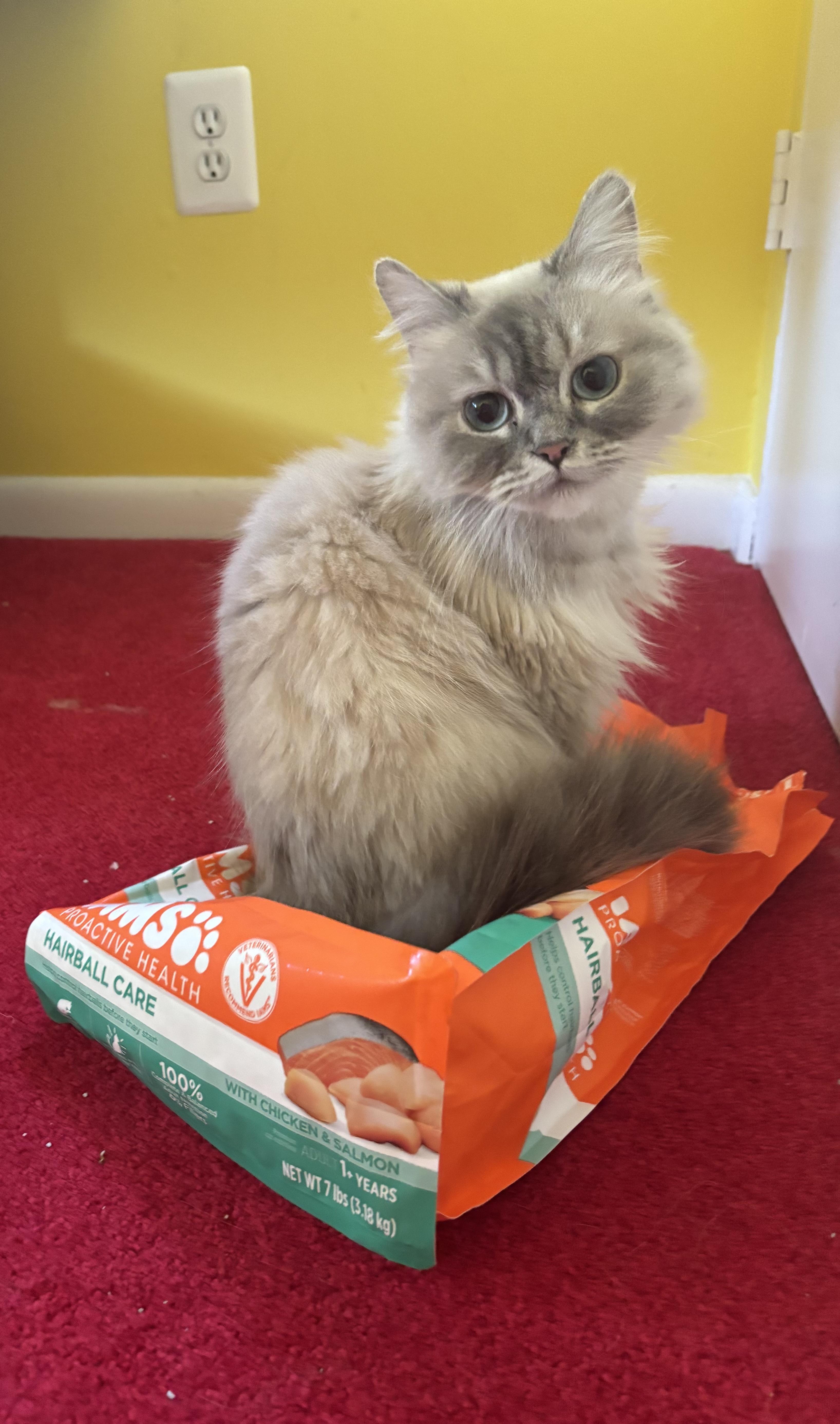 Toffee (Himalayan), an adoptable Himalayan in Fairfax, VA image 1/4
