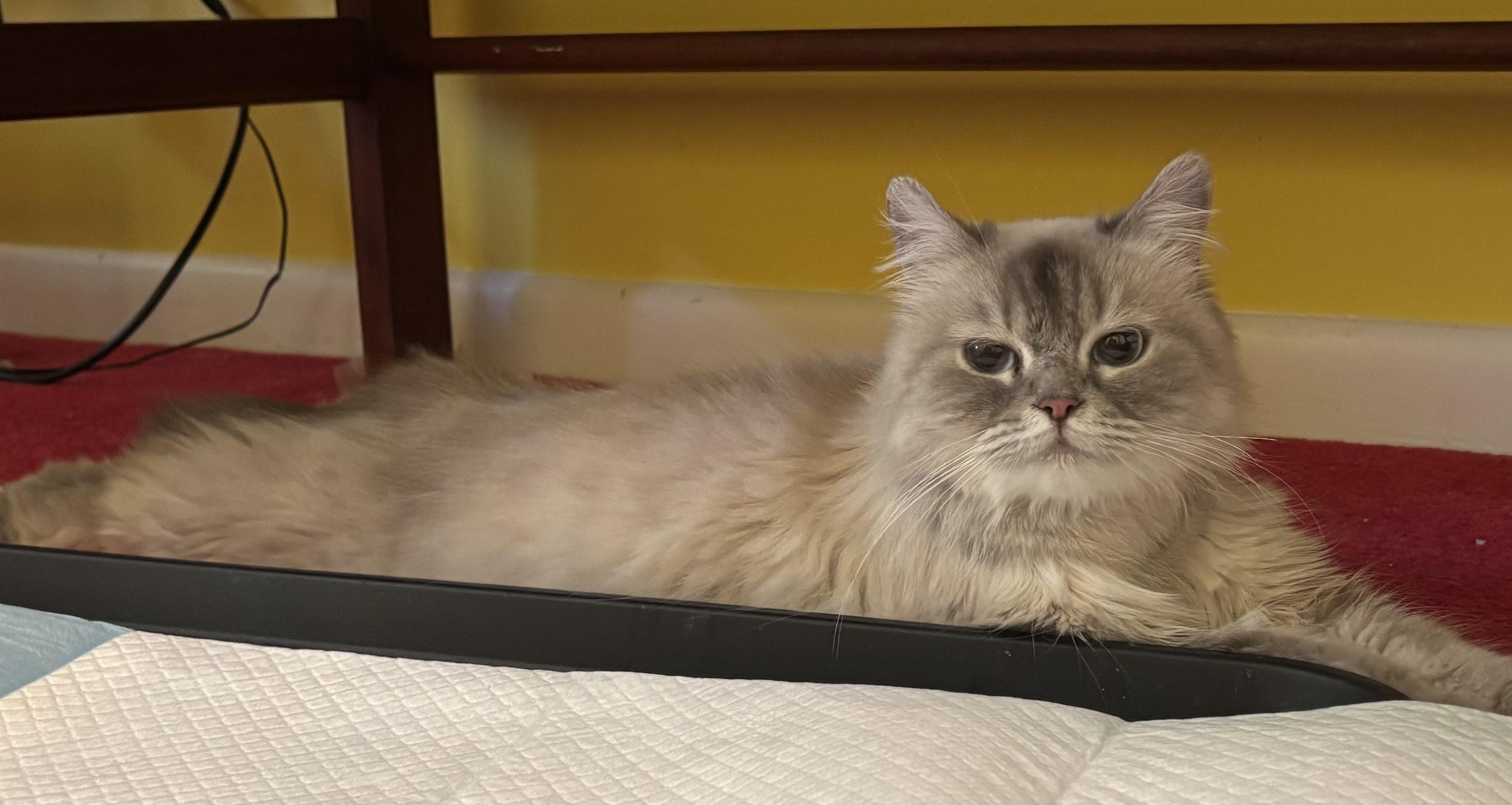 Toffee (Himalayan), an adoptable Himalayan in Fairfax, VA image 2/4