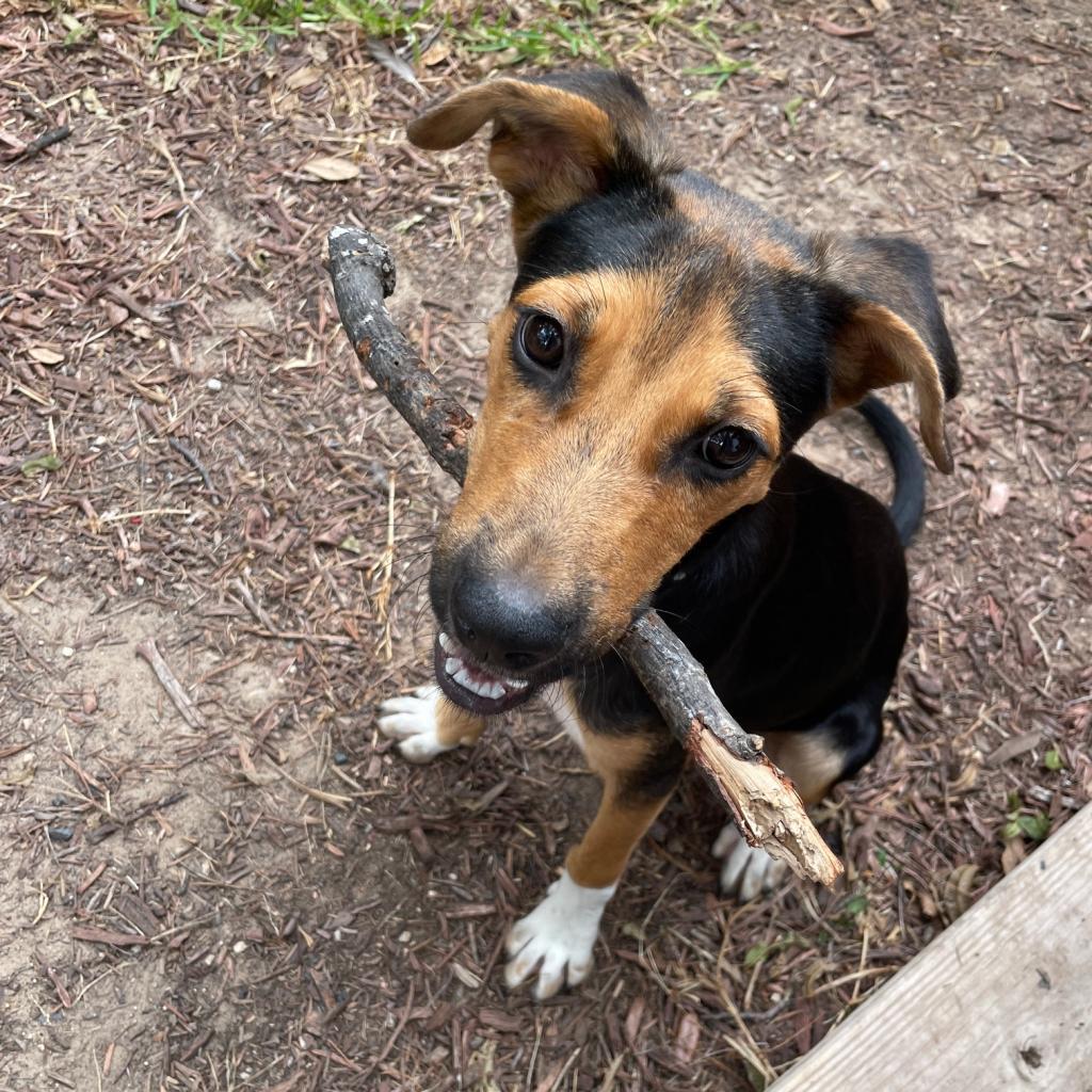 Enlarge Brother JuM, a Adoptable mixed breed in Austin, TX image 6/6