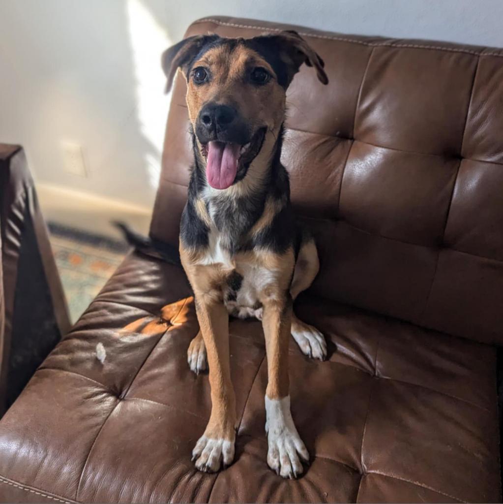 Brother JuM, Adoptable, Adult Male Shepherd & Mixed Breed.