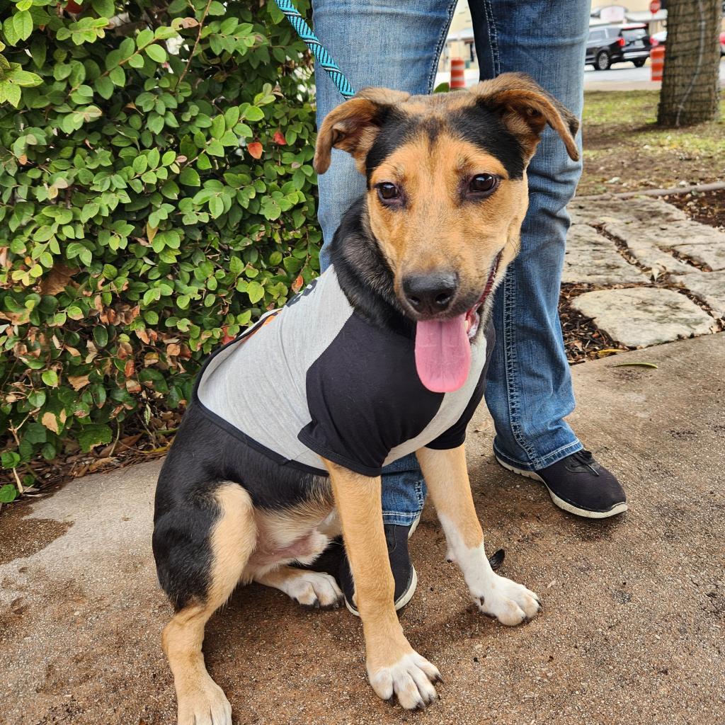 Enlarge Brother JuM, a Adoptable mixed breed in Austin, TX image 3/6