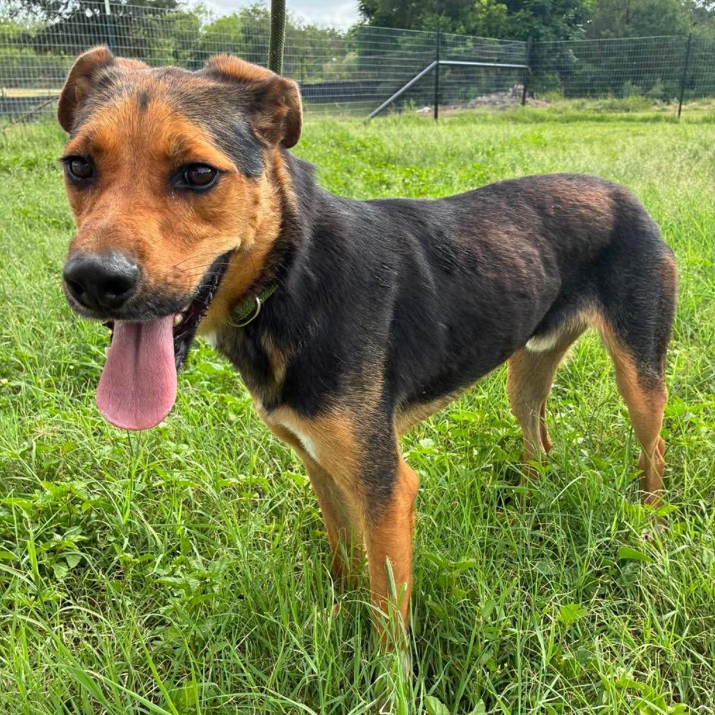Enlarge Brother JuM, a Adoptable mixed breed in Austin, TX image 2/6
