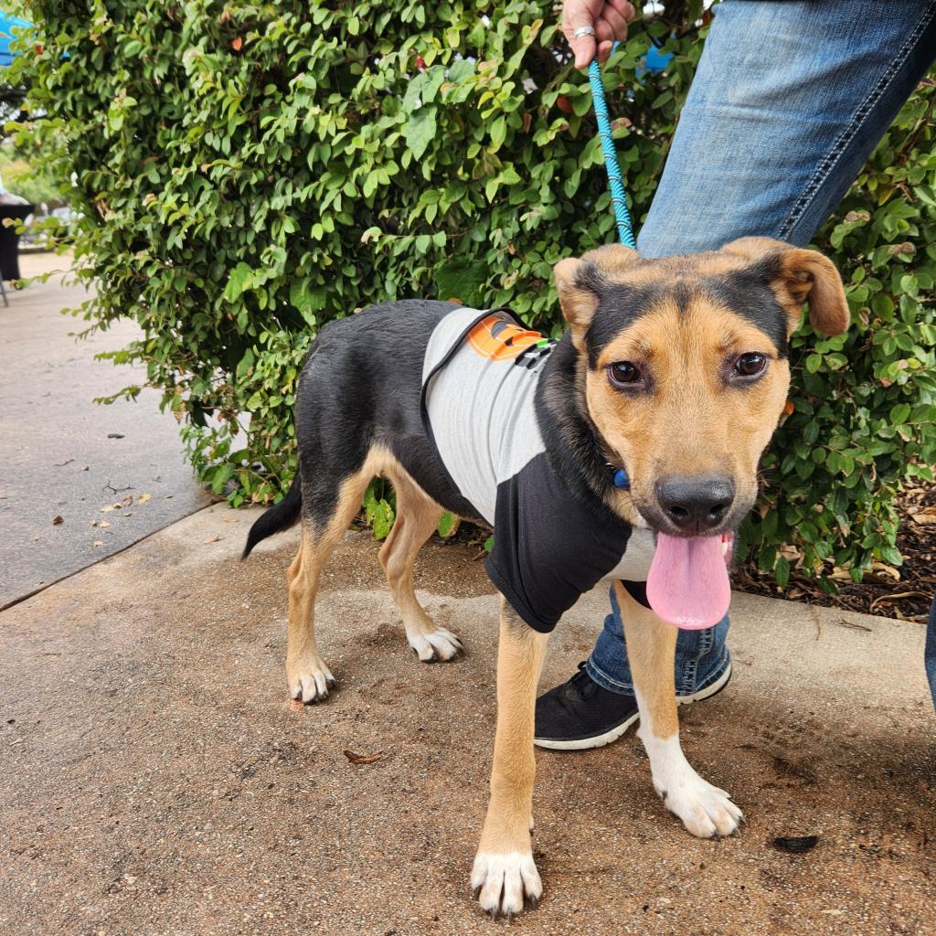 Enlarge Brother JuM, a Adoptable mixed breed in Austin, TX image 4/6