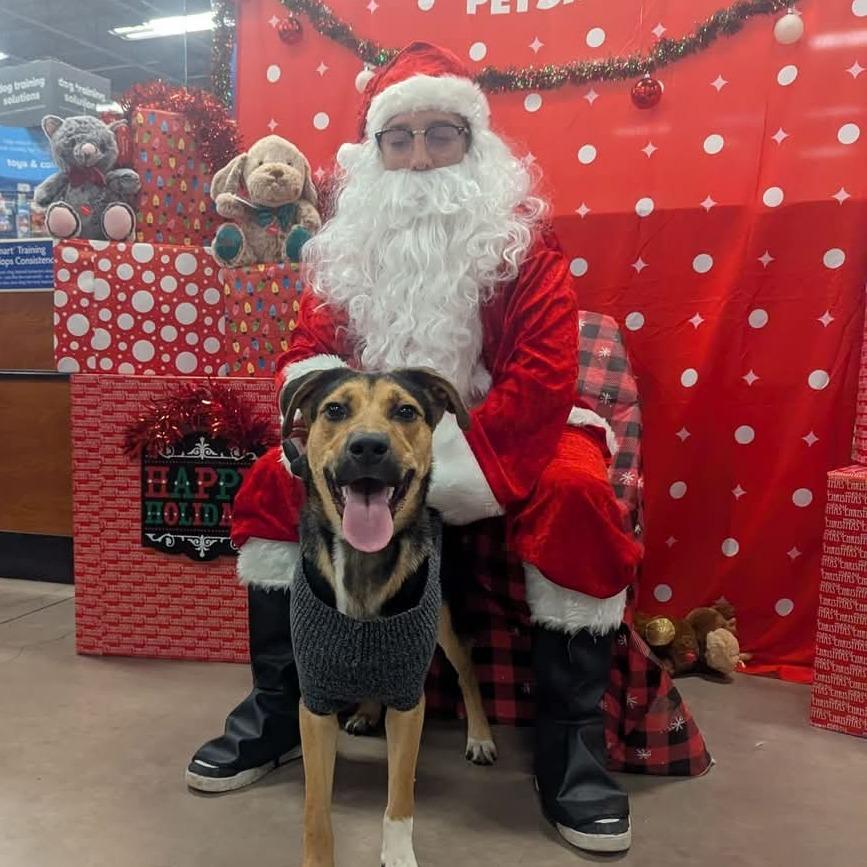Enlarge Brother JuM, a Adoptable mixed breed in Austin, TX image 5/6