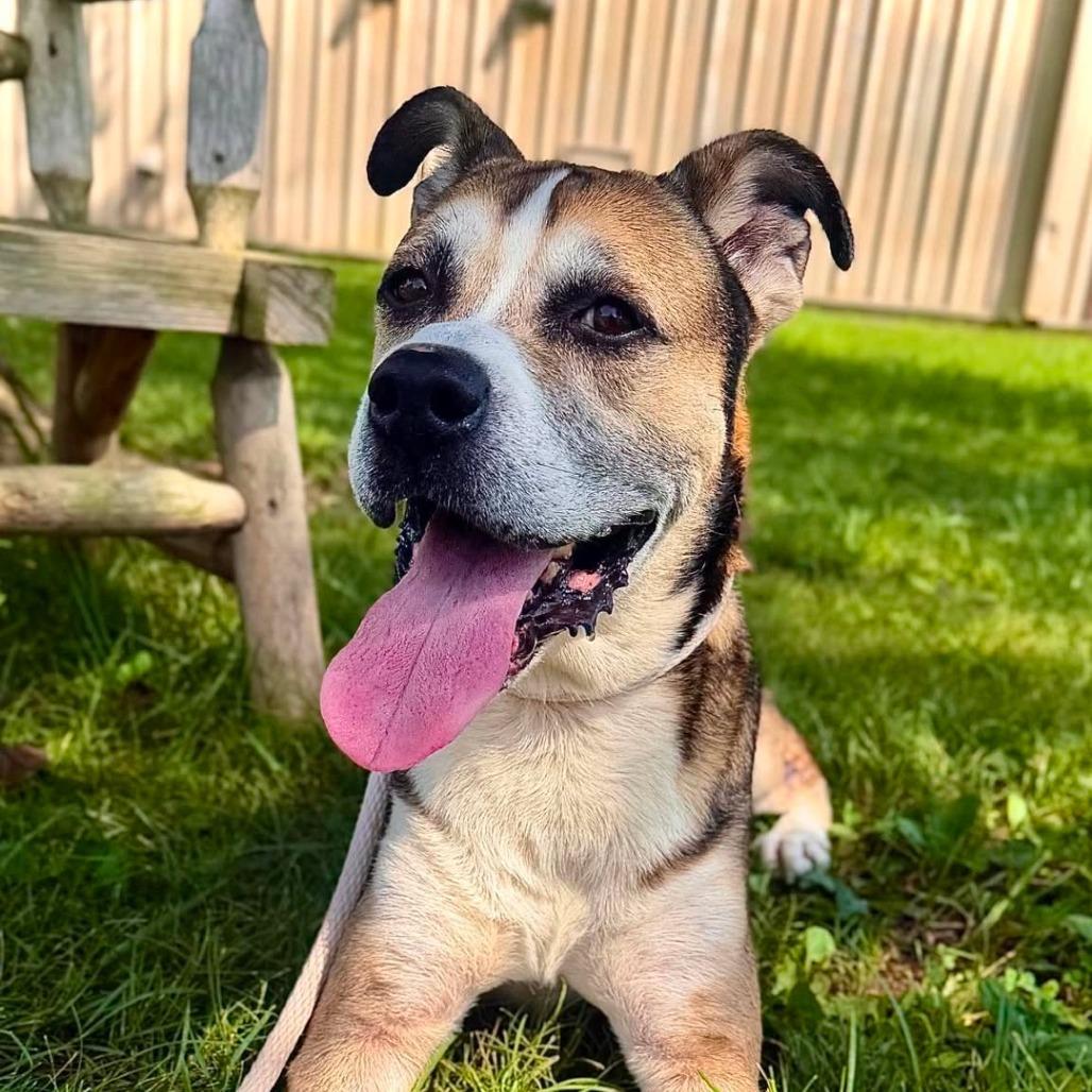 Enlarge Eddie, a Adoptable mixed breed in Oak Ridge, TN image 5/6