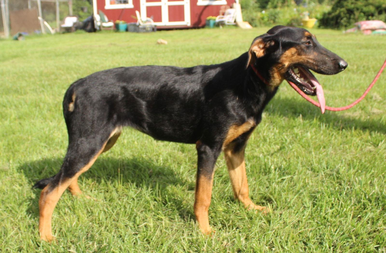 Lexxy-6months Spay Contract Required $150, Adoptable, Puppy Female German Shepherd Dog & Doberman Pinscher.