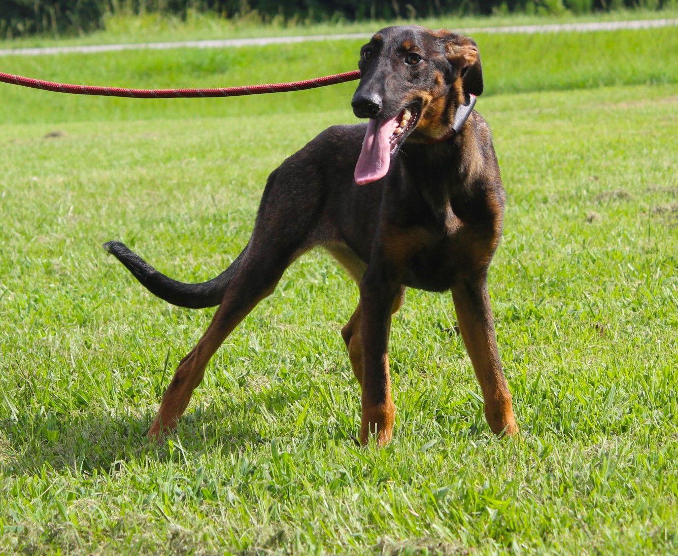 Enlarge Lexxy-6months Spay Contract Required $150, a Adopted mixed breed in Holly Hill, SC image 1/2