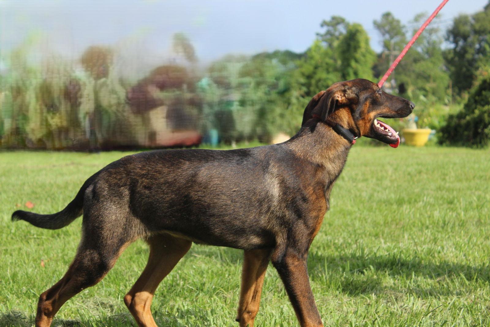 Enlarge Lexxy-6months Spay Contract Required $150, a Adopted mixed breed in Holly Hill, SC image 2/2