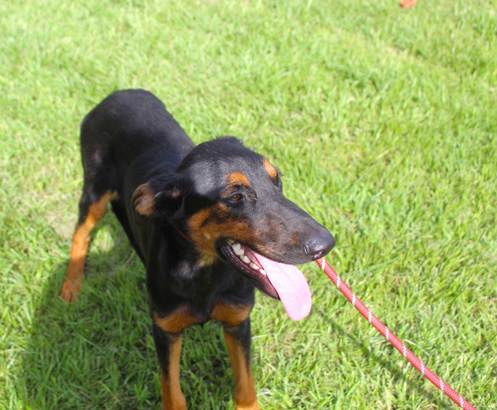 Enlarge Lexxy-6months Spay Contract Required $150, a Adoptable mixed breed in Holly Hill, SC image 2/3