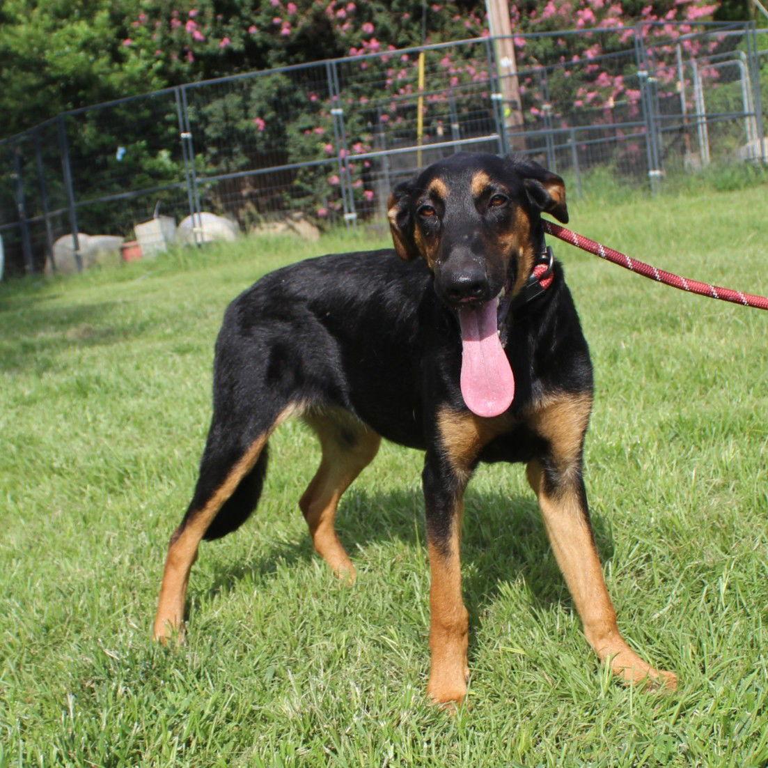 Enlarge Lexxy-6months Spay Contract Required $150, a Adoptable mixed breed in Holly Hill, SC image 3/3
