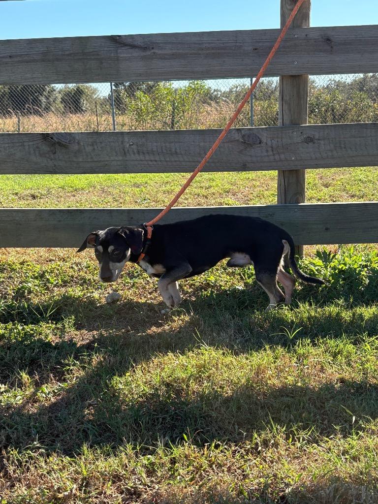 Milo, Adopted, Adult Male Dachshund.