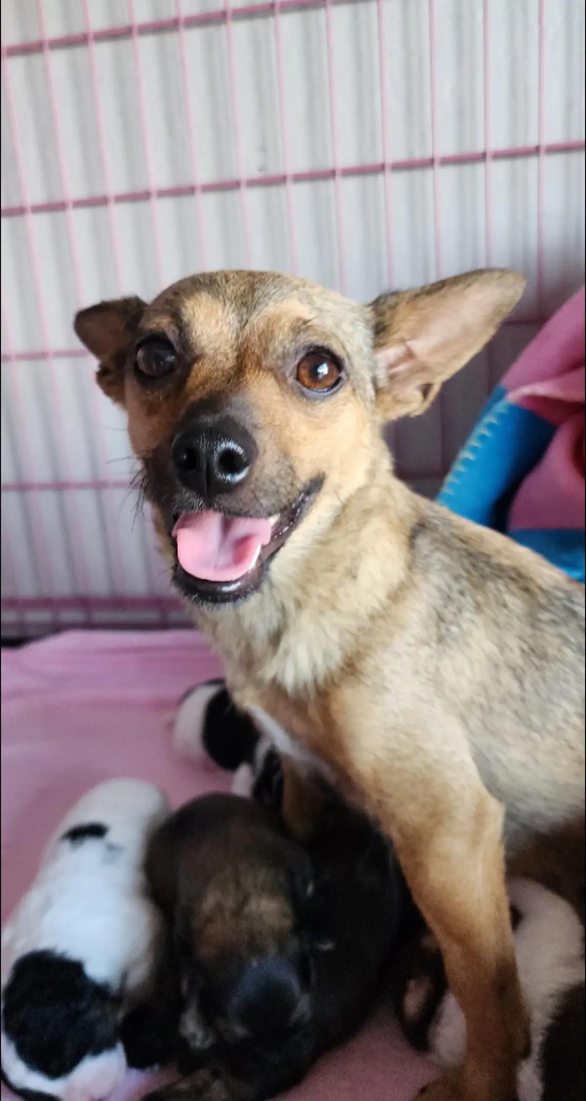 Princess, Adopted, Young Female Chihuahua.