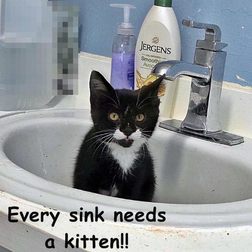Enlarge Tweety-at Petsmart Madison East, a Adoptable Domestic Short Hair in Madison, WI image 1/6