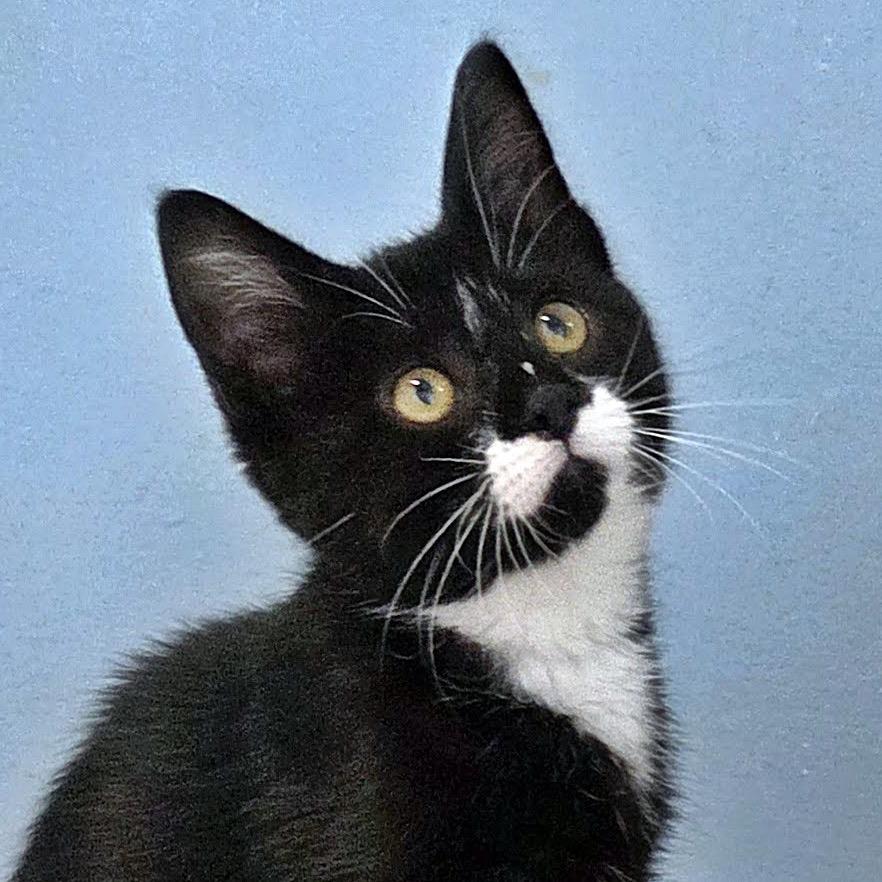 Enlarge Tweety-at Petsmart Madison East, a Adoptable Domestic Short Hair in Madison, WI image 2/6