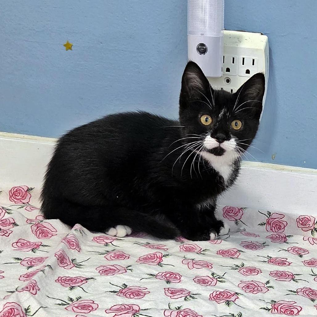 Enlarge Tweety-at Petsmart Madison East, a Adoptable Domestic Short Hair in Madison, WI image 3/6
