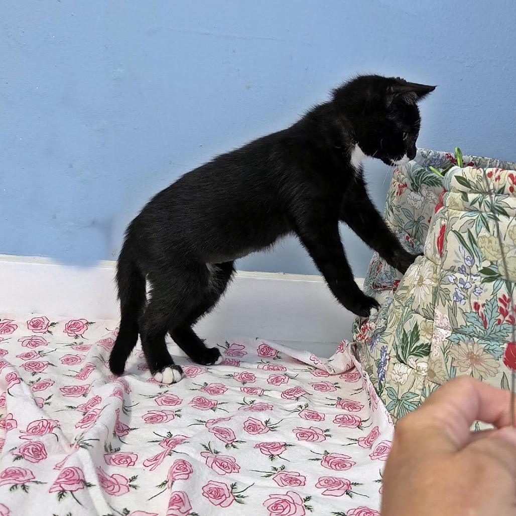 Enlarge Tweety-at Petsmart Madison East, a Adoptable Domestic Short Hair in Madison, WI image 4/6