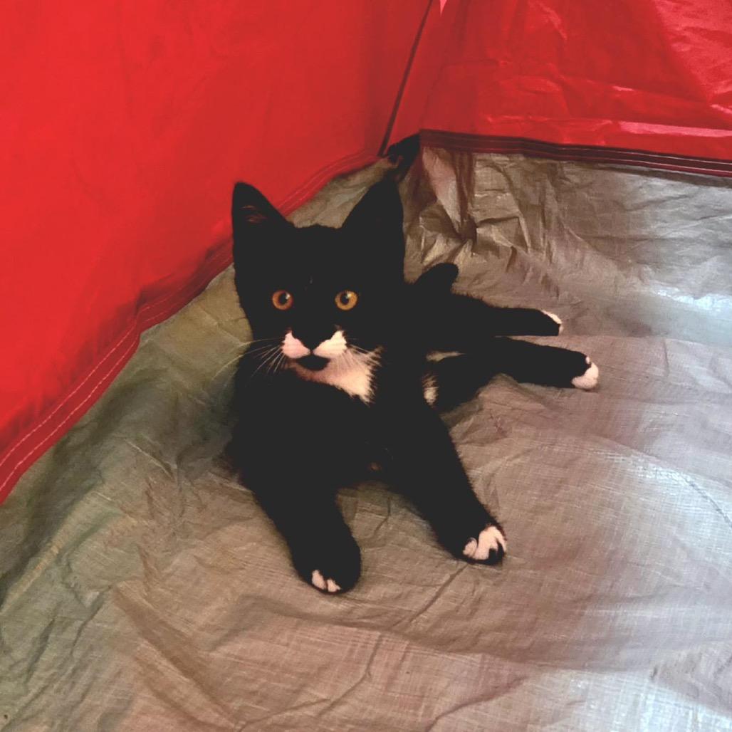 Enlarge Tweety-at Petsmart Madison East, a Adoptable Domestic Short Hair in Madison, WI image 5/6