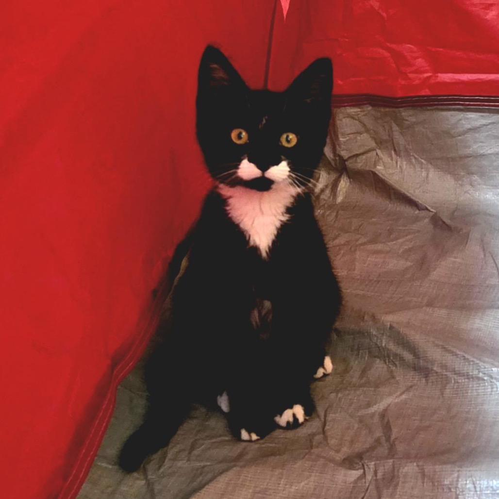 Enlarge Tweety-at Petsmart Madison East, a Adoptable Domestic Short Hair in Madison, WI image 6/6