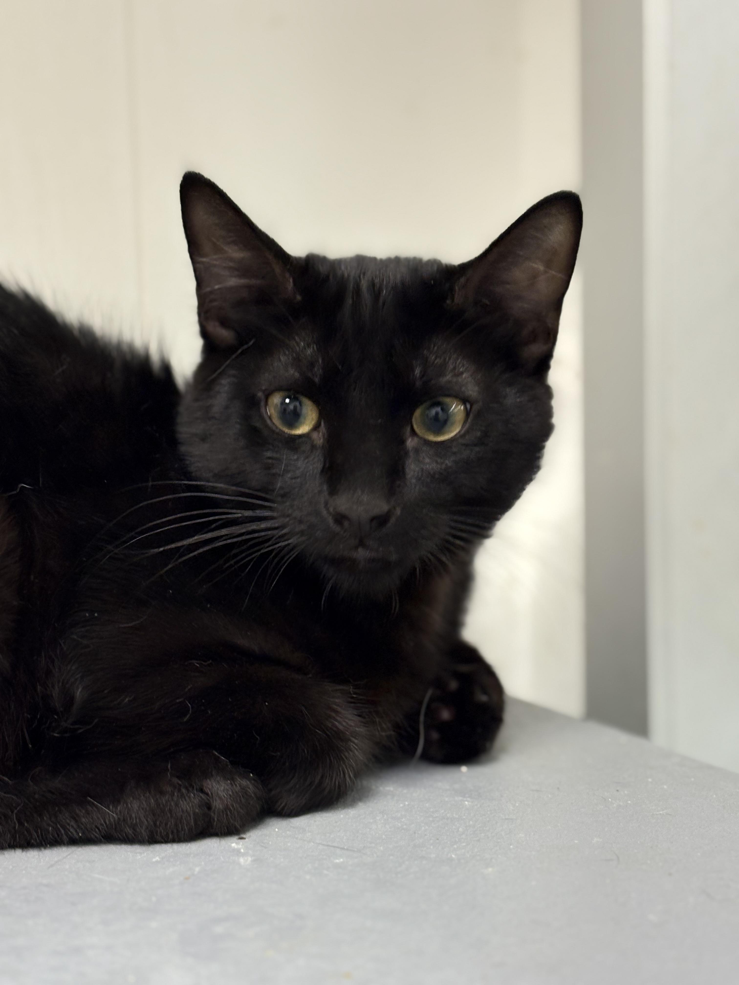 Enlarge Chicken Buffalo, a Adoptable Domestic Short Hair in Zimmerman, MN image 1/1