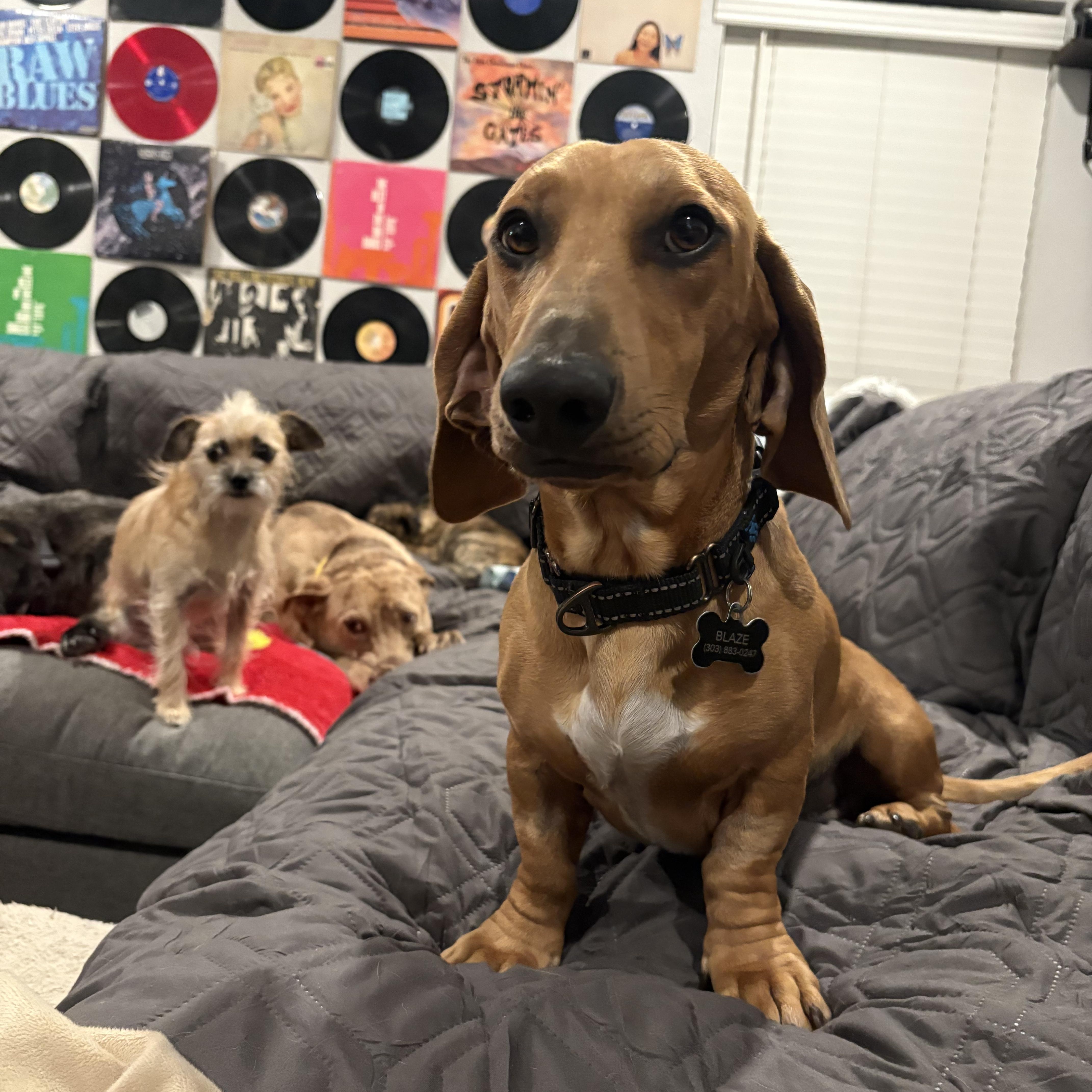 Enlarge Stewart, a Adoptable Dachshund in Tempe, AZ image 4/5