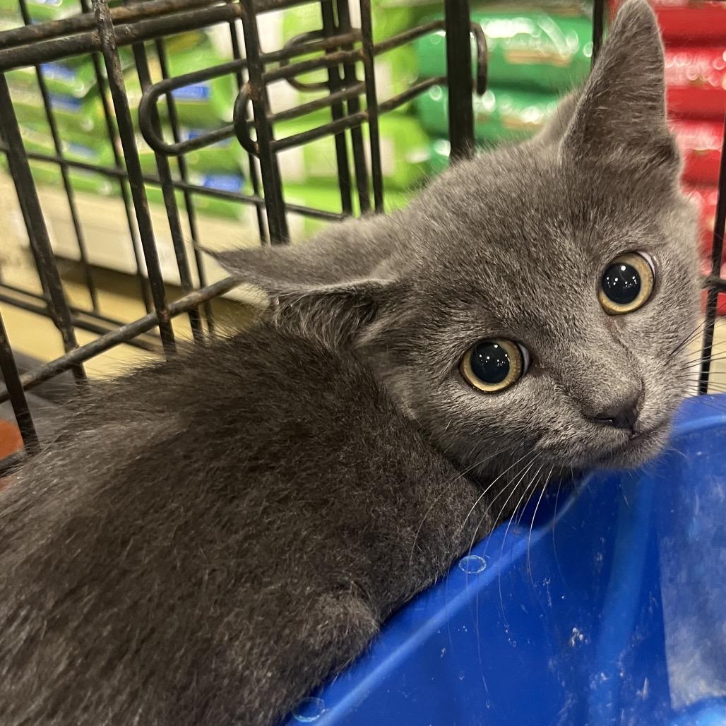 Atlantic, Adoptable, Kitten Male Domestic Short Hair.