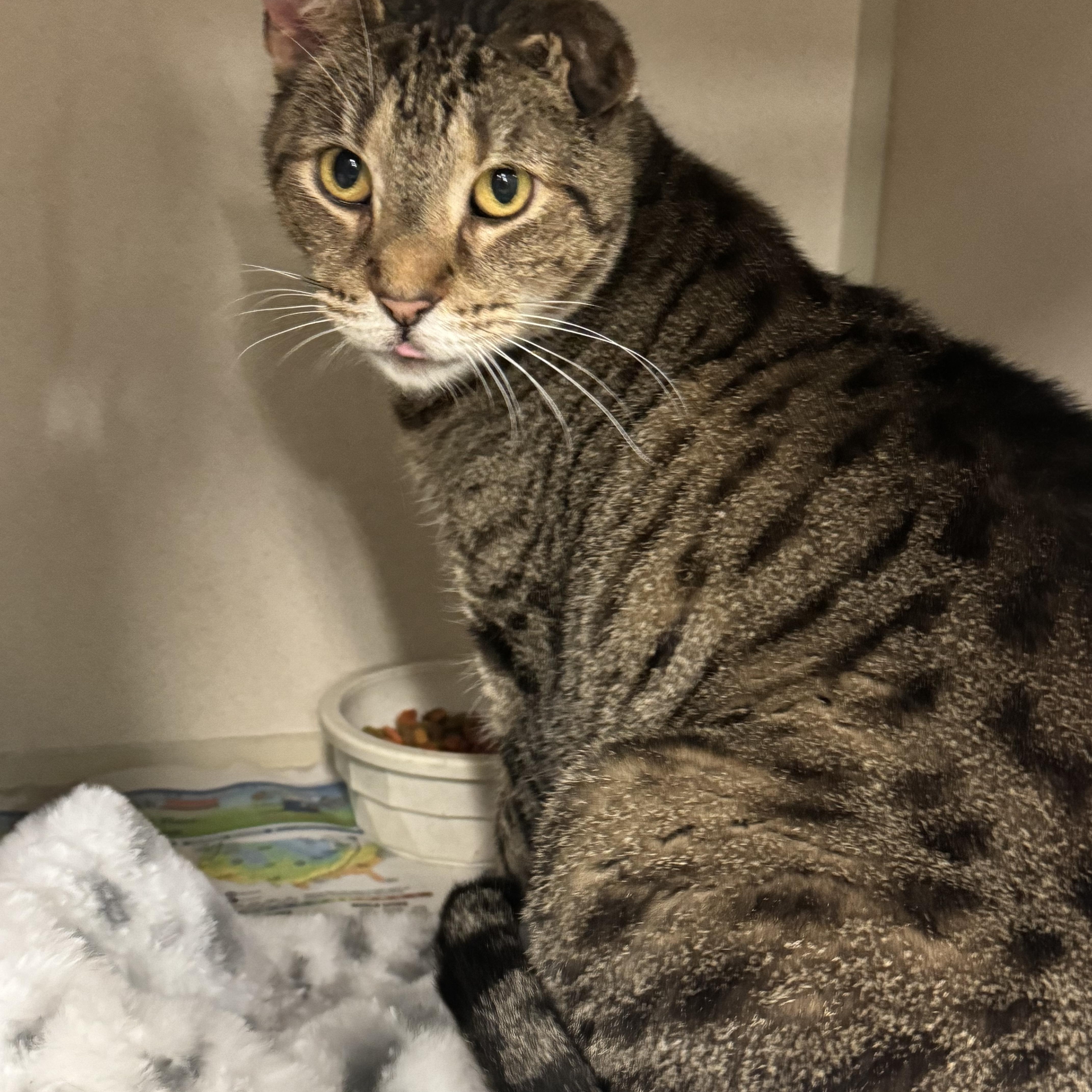 Turbo, a Adoptable mixed breed in Pottsville, PA image 2/3