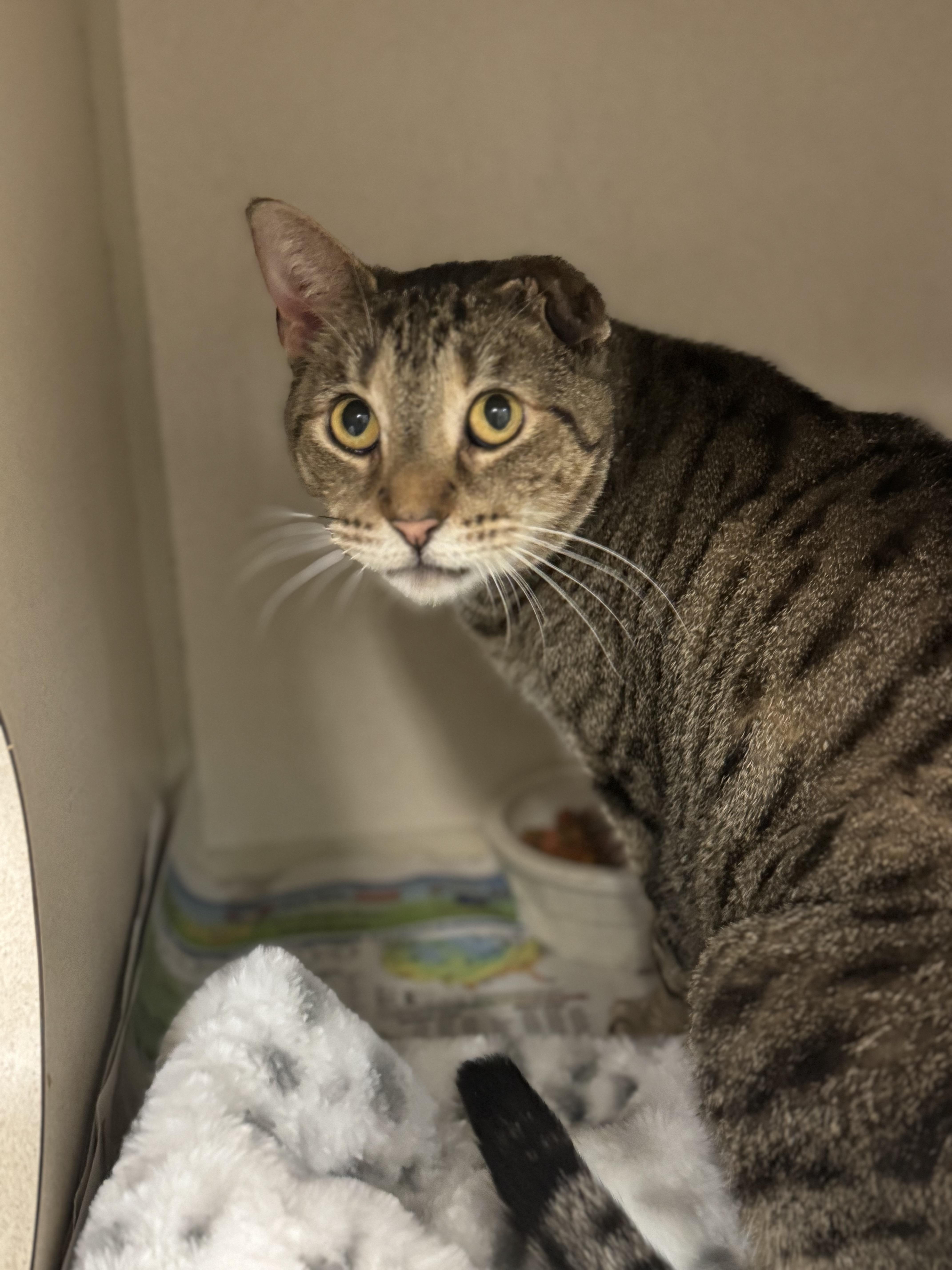 Turbo, a Adoptable mixed breed in Pottsville, PA image 3/3