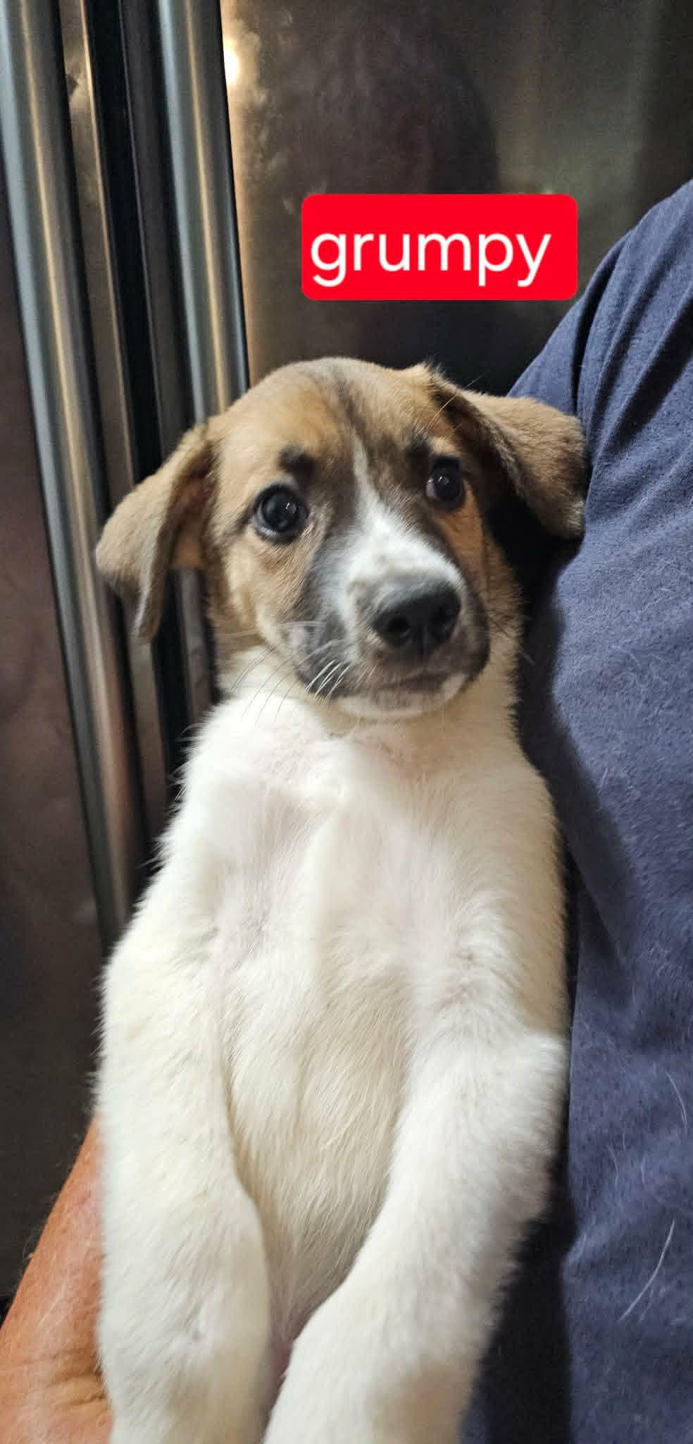 Grumpy, adopted, Puppy Male Cattle Dog.