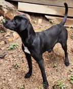 Finley, Adoptable, Young Female Black Labrador Retriever.