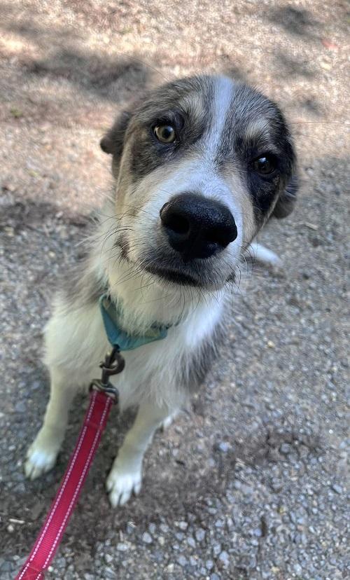 CHESTER, an adopted Terrier in Pegram, TN image 5/6