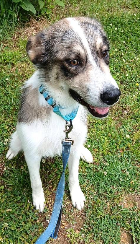 CHESTER, an adopted Terrier in Pegram, TN image 4/6