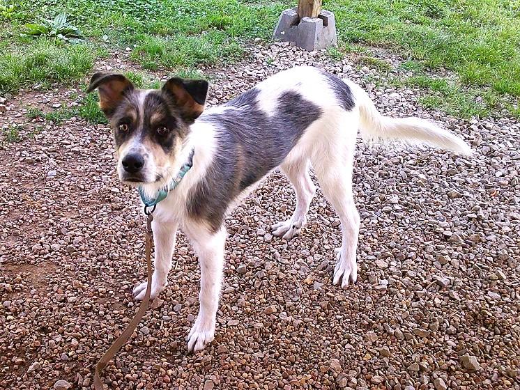 CHESTER, an adopted Terrier in Pegram, TN image 1/6