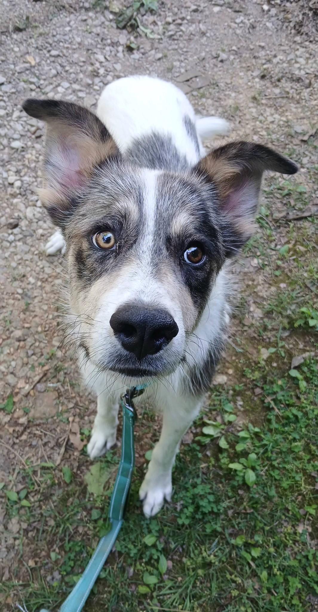 CHESTER, an adopted Terrier in Pegram, TN image 6/6