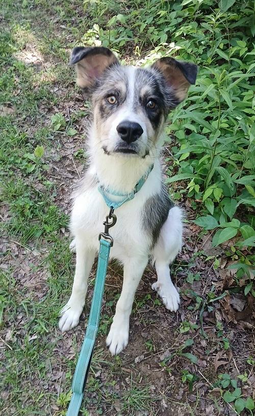 CHESTER, an adopted Terrier in Pegram, TN image 2/6