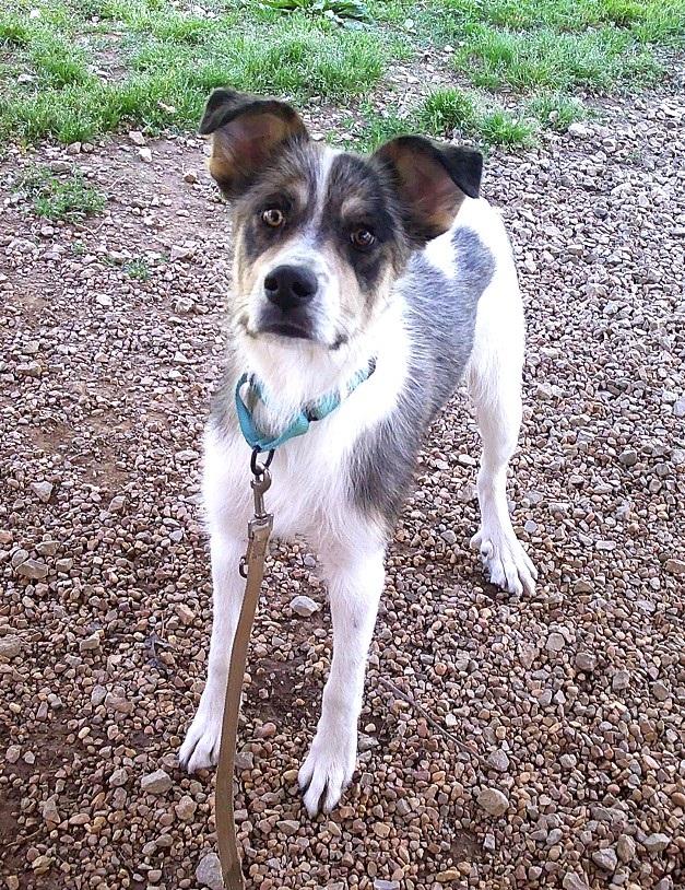 CHESTER, an adopted Terrier in Pegram, TN image 3/6