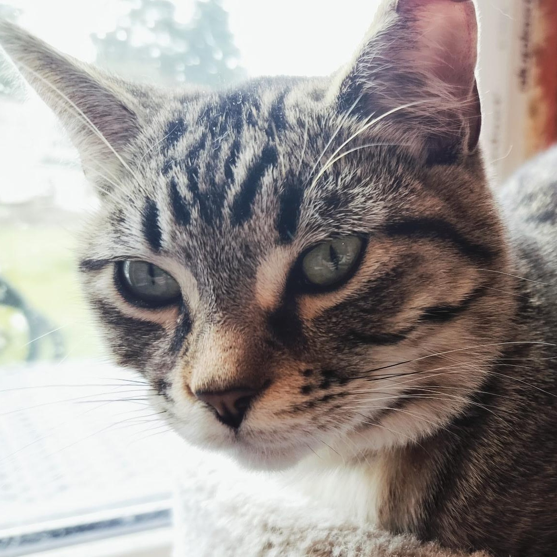 Zoro, ADOPTABLE, Kitten Male Domestic Short Hair.