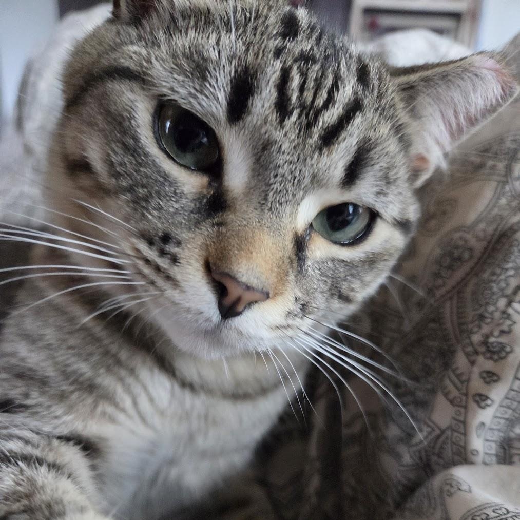 Enlarge Zoro (Bonded to Prince), a ADOPTABLE Domestic Short Hair in Renton , WA image 4/5
