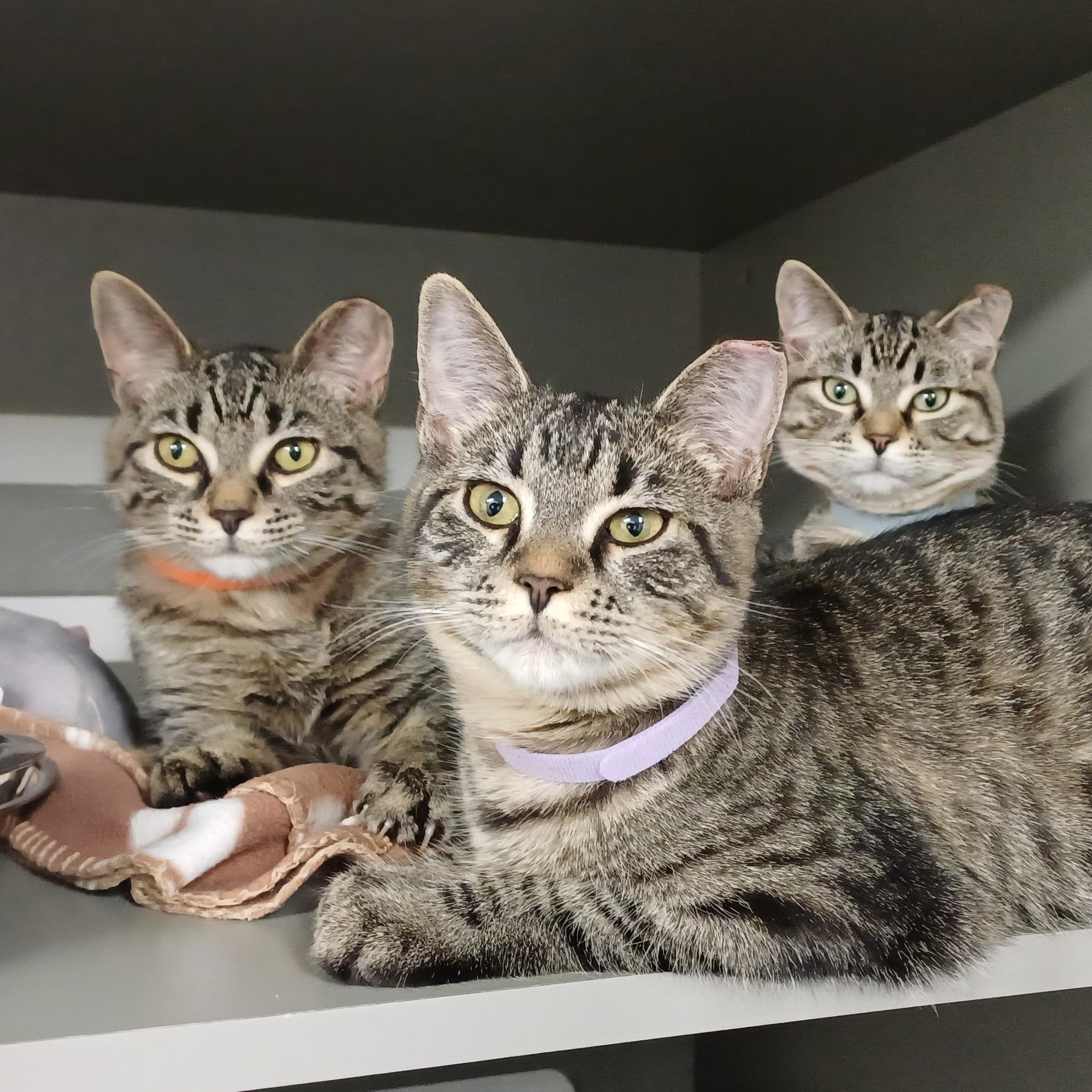 Enlarge Zoro, a ADOPTABLE Domestic Short Hair in Renton , WA image 4/4