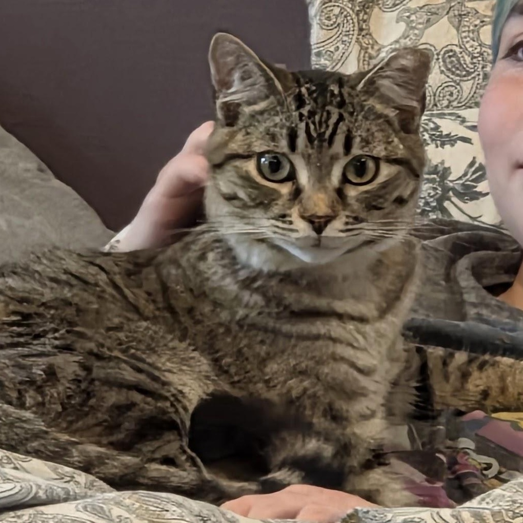 Enlarge Zoro (Bonded to Prince), a ADOPTABLE Domestic Short Hair in Renton , WA image 1/5