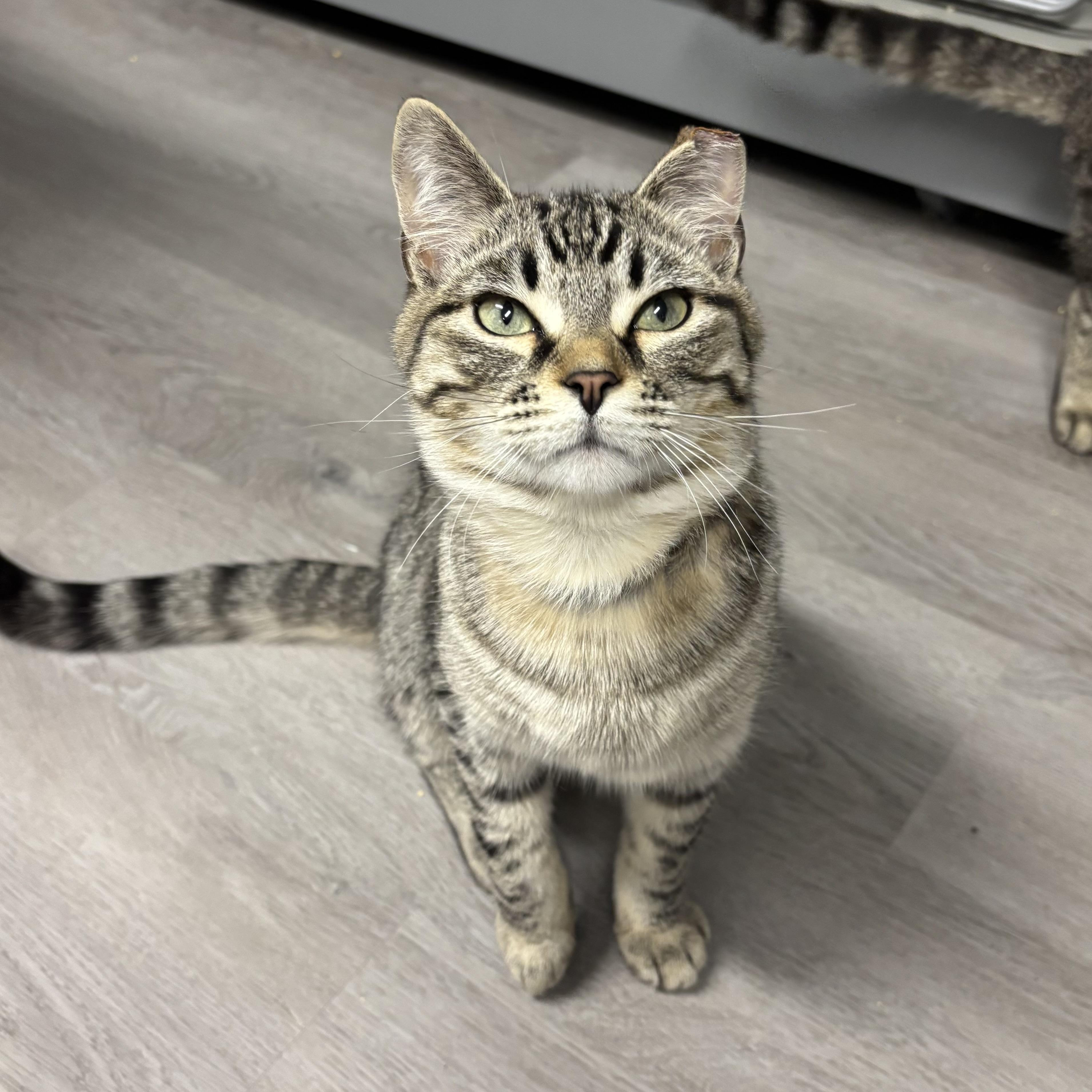 Enlarge Zoro, a ADOPTABLE Domestic Short Hair in Renton , WA image 2/4