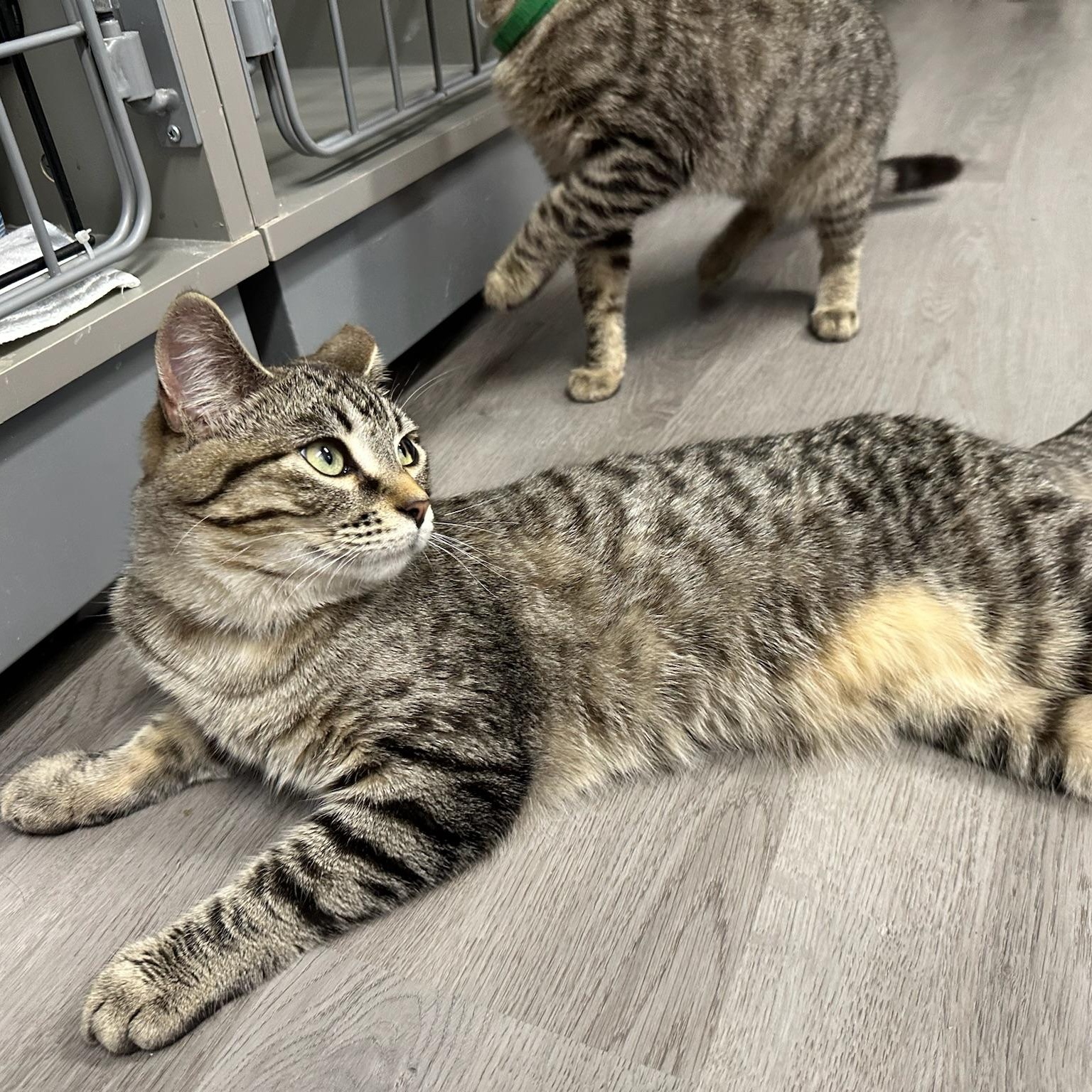 Enlarge Zoro, a ADOPTABLE Domestic Short Hair in Renton , WA image 3/4