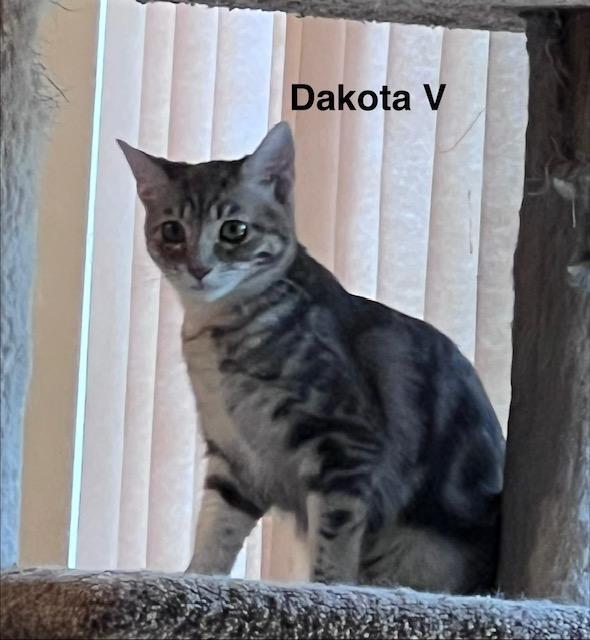 Enlarge Dakota V, a Adoptable Domestic Medium Hair in Sacramento, CA image 1/4