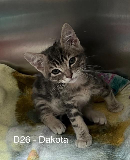 Enlarge Dakota V, a Adoptable Domestic Medium Hair in Sacramento, CA image 3/4