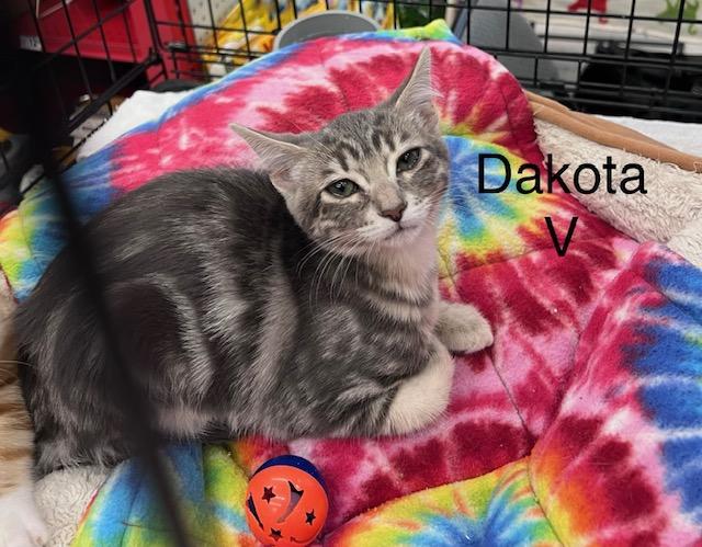Enlarge Dakota V, a Adoptable Domestic Medium Hair in Sacramento, CA image 2/4