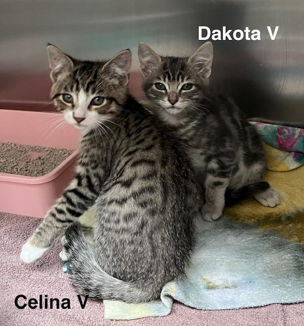 Enlarge Dakota V, a Adoptable Domestic Medium Hair in Sacramento, CA image 4/4