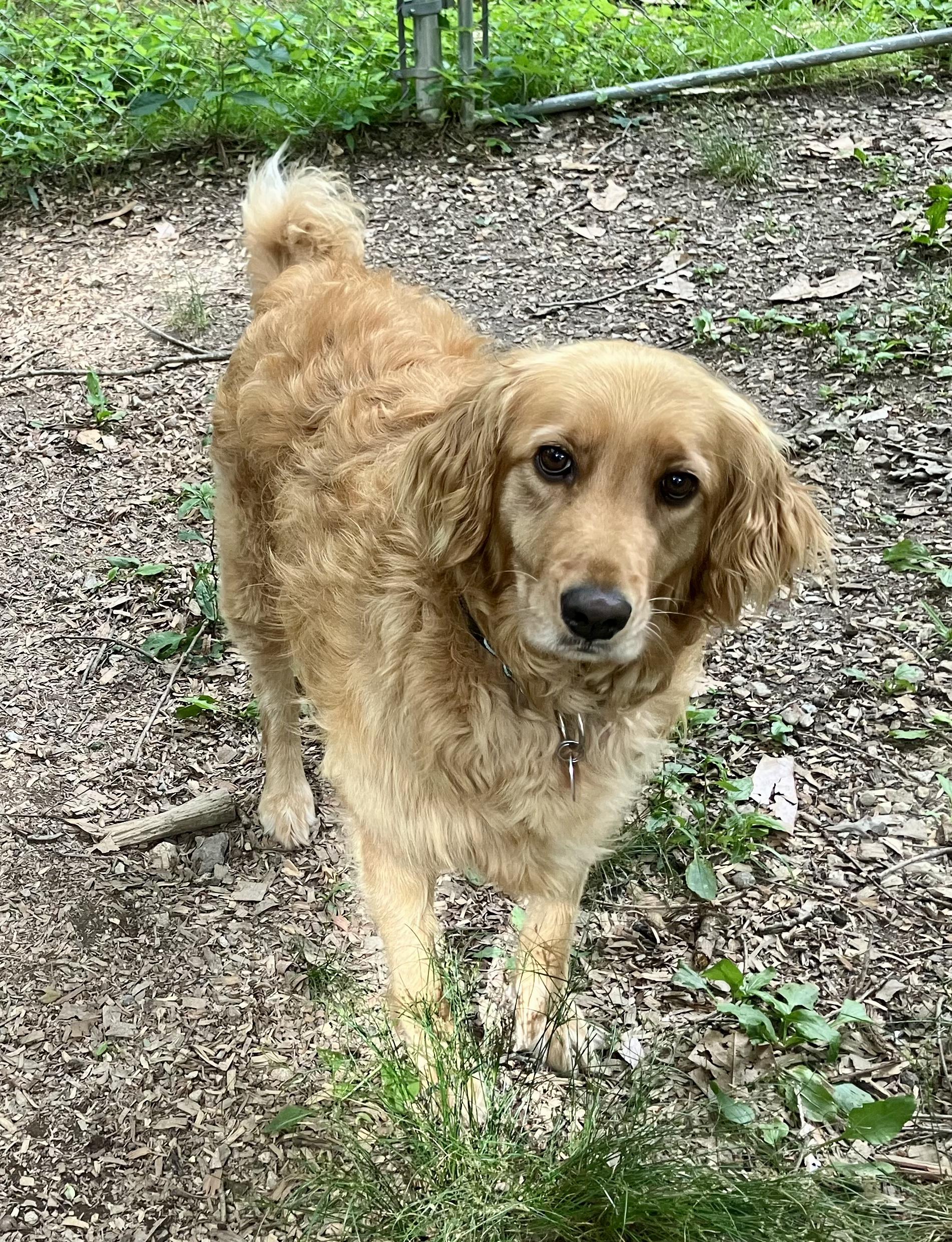 Hazel, a ADOPTABLE Golden Retriever in Chattanooga, TN image 3/6
