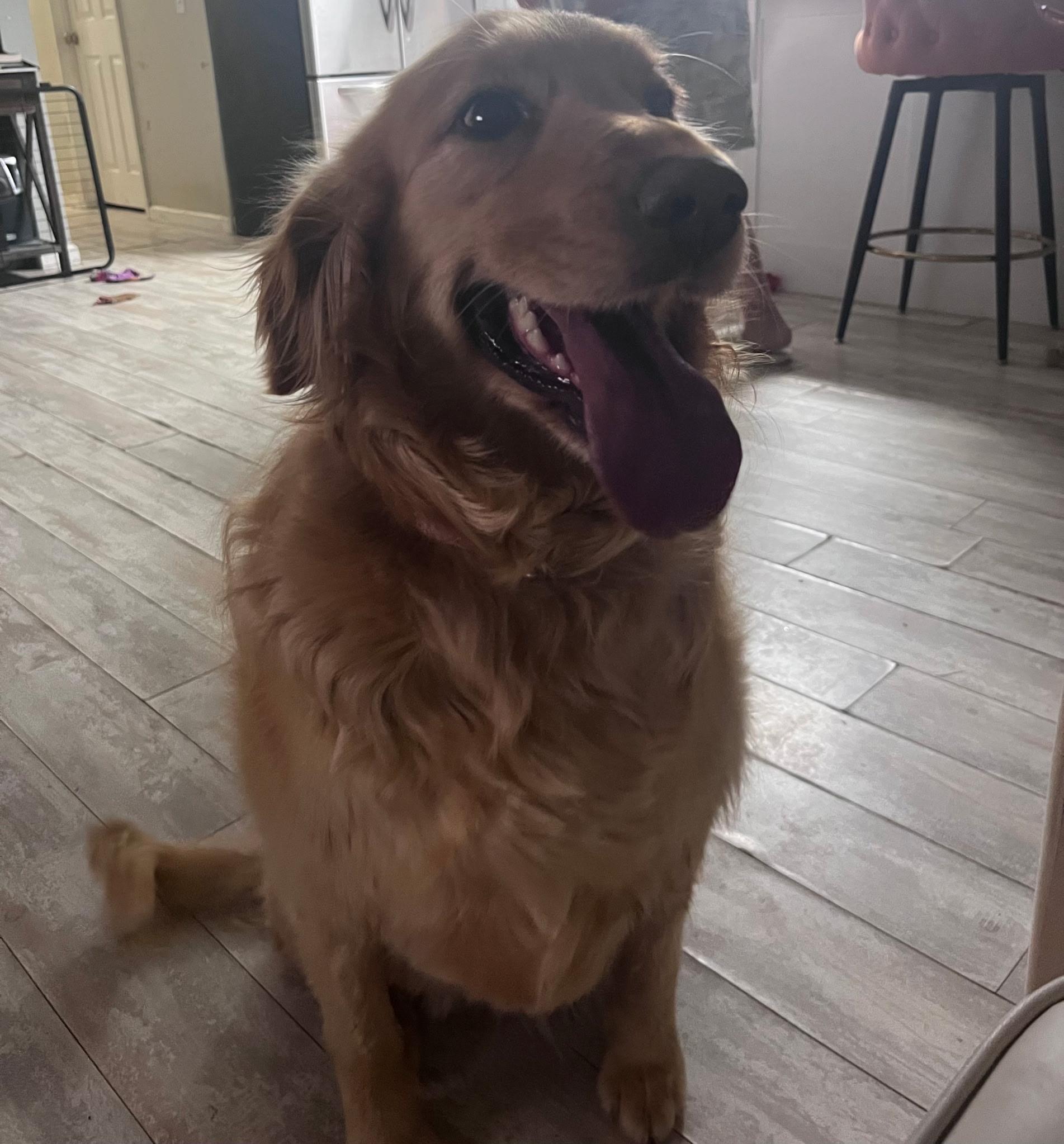 Hazel, a ADOPTABLE Golden Retriever in Chattanooga, TN image 4/4
